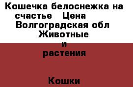 Кошечка белоснежка на счастье › Цена ­ 100 - Волгоградская обл. Животные и растения » Кошки   . Волгоградская обл.